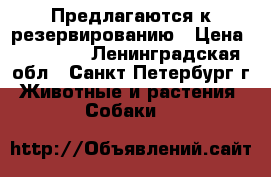 Предлагаются к резервированию › Цена ­ 16 000 - Ленинградская обл., Санкт-Петербург г. Животные и растения » Собаки   